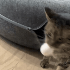 Cama  Para Gatos Cat Tunnel BLACK FRIDAY!