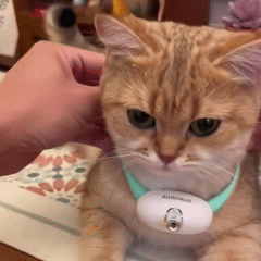 Collar Láser ActivePaw